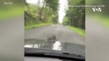 Стаорец се повози на хауба од автомобил во Бруклин