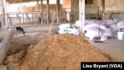 Farmer Karim Daoud adds residue from a processing plant to add nutrients to hay for his cows, a water-saving alternative to fresh fodder.