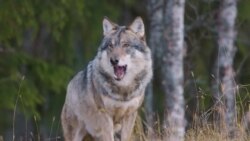 'หมาป่าสีเทา' หวนคืนอุทยานแห่งชาติรัฐแคลิฟอร์เนีย