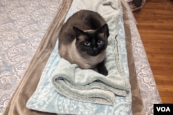 Sooty Chai snuggling up on blankets. (Faith Pirlo/VOA Learning English 2023)