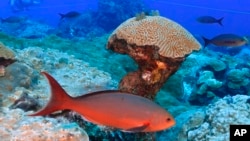 Fish swim around brain coral deep below ocean at the Flower Garden Banks National Marine Sanctuary in the Gulf of Mexico, Sept. 16, 2023.