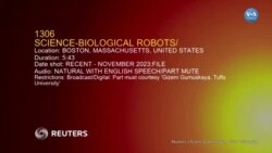 İnsan hücrelerinden biyolojik robotta Türk biliminsanı imzası
