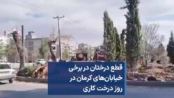 قطع درختان در برخی خیابان‌های کرمان در روز درخت کاری 