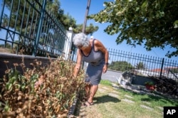 Haroula Psaropoulou, checks her dried flowers in the village of Nea Potidea, at Halkidiki peninsula, northern Greece, Aug. 19, 2024.