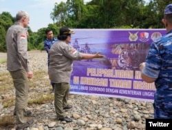 KLHK melakukan pelepasliaran Harimau Sumatera bernama Beru Situtung dan Ambar Goldsmith kembali ke habitatnya di Taman Nasional Gunung Leuser. (Twitter/SitiNurbayaLHK)