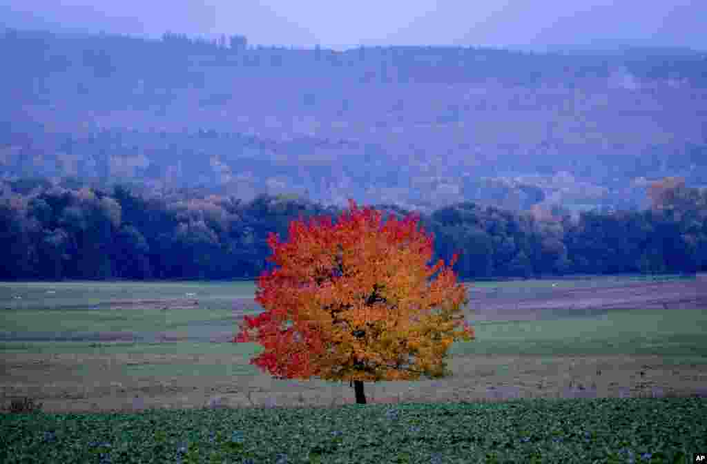 A colorful tree stands in a field in Wehrheim near Frankfurt, Germany, Nov. 1, 2023.