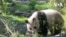 大熊貓雲川和鑫寶在加州聖地亞哥動物園正式登場