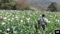 মিয়ানমারের শান রাজ্যের পপি ফুলের ক্ষেতের মধ্য দিয়ে হাঁটছেন এক ব্যক্তি, ২০২৩(ইউএনওডিসি)