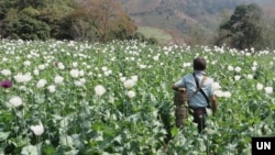 A man walks through a flowering opium poppy field in Shan state, Myanmar, 2023. (UNODC)