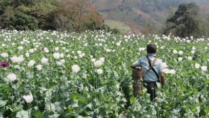 UN: Myanmar Overtakes Afghanistan as World’s Top Opium Producer