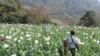 Seorang pria berjalan melalui ladang opium yang berbunga di negara bagian Shan, Myanmar, 2023. (UNODC)