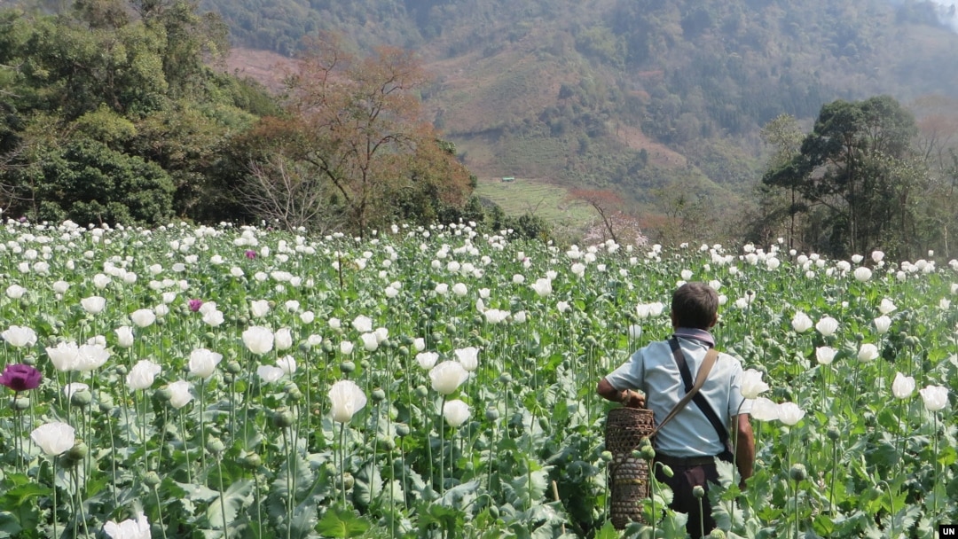 Seorang pria berjalan melalui ladang opium yang berbunga di negara bagian Shan, Myanmar, 2023. (UNODC)