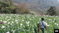 A man walks through a flowering opium poppy field in Shan state, Myanmar, 2023. (UNODC)