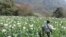 A man walks through a flowering opium poppy field in Shan state, Myanmar, 2023. (UNODC)