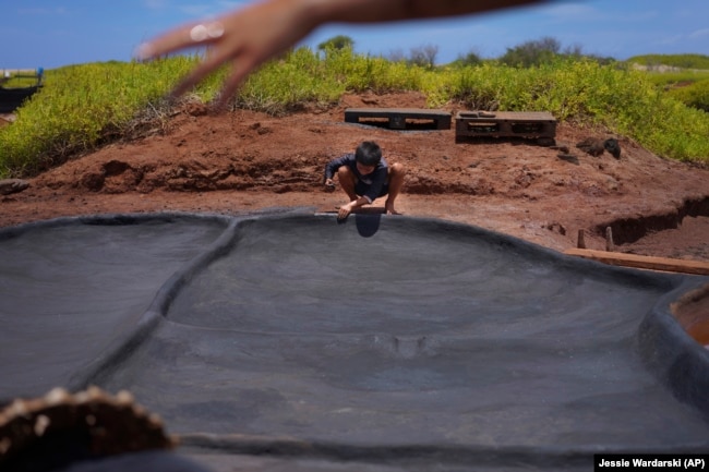 Kekanemekala Taniguchi smooths wet black clay onto the wall of a salt bed in the Hanapepe salt patch on July 12, 2023, in Hanapepe, Hawaii. AP Photo/Jessie Wardarski)