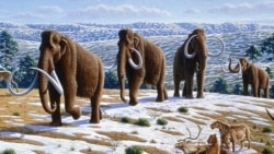 Science in a Minute: First Humans in Alaska Settled Close to Wooly Mammoths