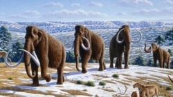 Science in a Minute: First Humans in Alaska Settled Close to Wooly Mammoths