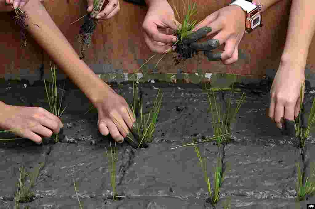 Students participate in a transplanting rice demonstration at a Rice Garden in Rizal Park, Manila.