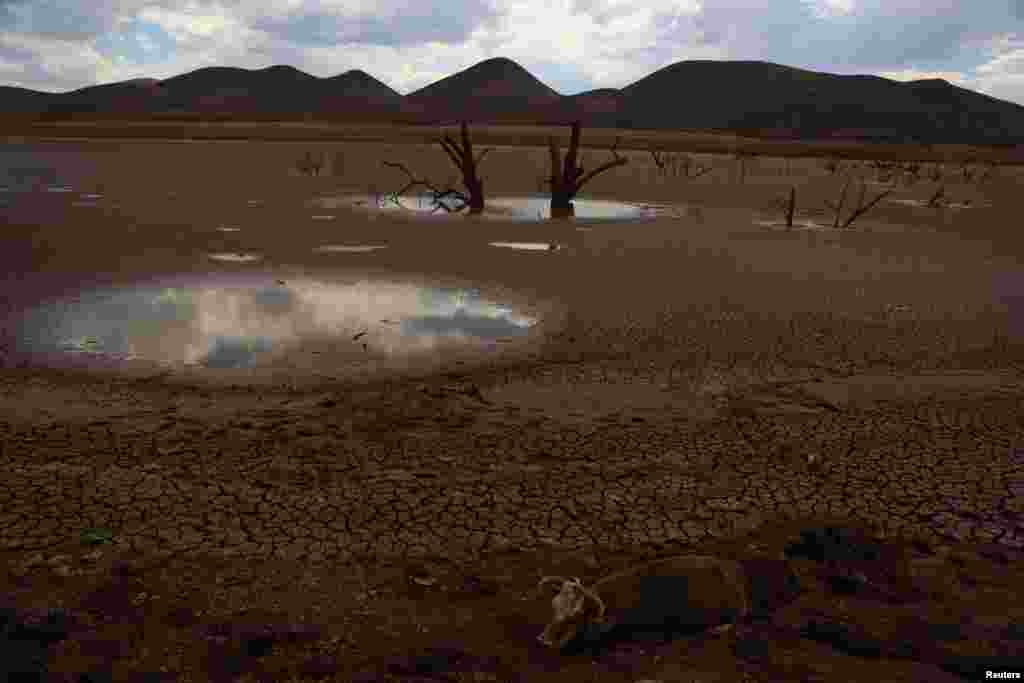 A cow is stuck in the mud of the dry bed of the Las Lajas dam due to a severe drought, in Buenaventura, Chihuahua state, Mexico, Aug. 23, 2024. 