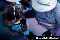 Field researchers from the Mamirauá Institute of Sustainable Development take biological samples from a captured Amazon river dolphin, also known as the pink river dolphin in Tefé Lake, Amazonas state, Brazil, August 19, 2024. (REUTERS/Bruno Kelly)