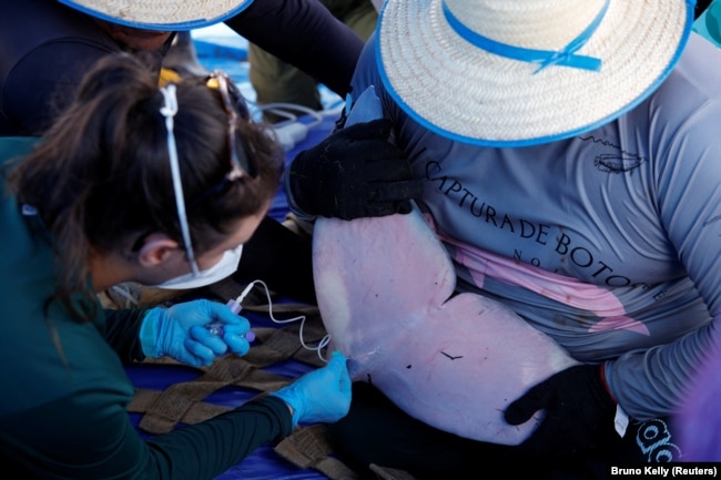 Field researchers from the Mamirauá Institute of Sustainable Development take biological samples from a captured Amazon river dolphin, also known as the pink river dolphin in Tefé Lake, Amazonas state, Brazil, August 19, 2024. (REUTERS/Bruno Kelly)