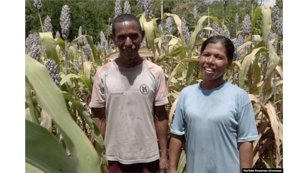 Yosen Atan Hera dan istrinya, di depan kebun sorgum mereka di kampung Likotuden, Flores Timur, NTT. (Foto: Courtesy/YouTube Kementan)