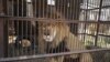 Seekor singa sirkus duduk di dalam sangkar di pinggiran Lima, Peru. (Foto: AP)