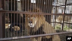 Seekor singa sirkus duduk di dalam sangkar di pinggiran Lima, Peru. (Foto: AP)