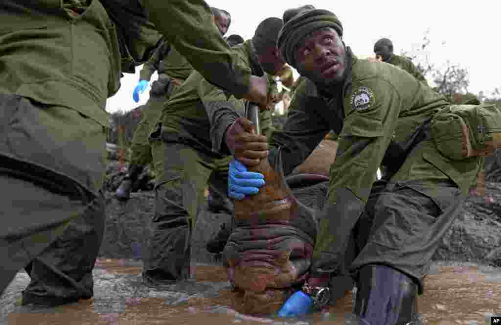 Kenya Wildlife Service rangers and capture team pull out a sedated black rhino from the water in Nairobi National Park.&nbsp;&nbsp;Kenya has embarked on its biggest rhino relocation project ever and began the difficult work of tracking, darting and moving 21 of the critically endangered beasts.