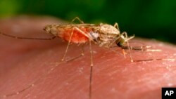 Nyamuk Anopheles betina yang menyebabkan penyakit malaria. (Foto: James Gathany/CDC via AP, File)