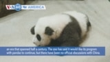 VOA60 America - Three giant pandas depart Washington, DC for China