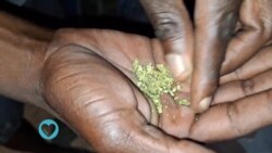 Namibia Activists Push to Legalize Medical Marijuana, Cameroon and Zimbabwe Tackle Deadly Diseases.