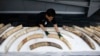 FILE - A Thai customs official displays seized ivory during a press conference in Bangkok, Jan. 12, 2018. Thai authorities seized full elephant tusks and tusk fragments originating from Nigeria destined for China worth over 15 million baht ($469,800).