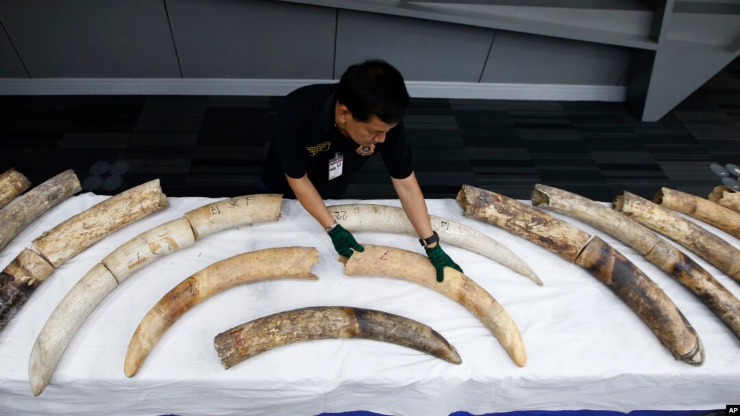 FILE - A Thai customs official displays seized ivory during a press conference in Bangkok, Jan. 12, 2018. Thai authorities seized full elephant tusks and tusk fragments originating from Nigeria destined for China worth over 15 million baht ($469,800).
