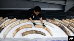 FILE - A Thai customs official displays seized ivory during a press conference in Bangkok, Jan. 12, 2018. Thai authorities seized full elephant tusks and tusk fragments originating from Nigeria destined for China worth over 15 million baht ($469,800).