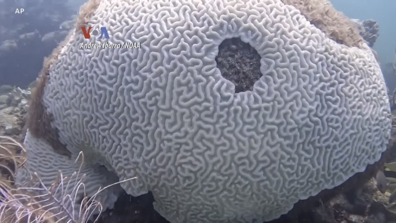 Destinasi Wisata Florida Terdampak Perubahan Iklim