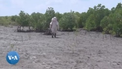 Au Kenya, des ruches cachées protègent les mangroves de Mombassa contre les bûcherons