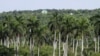 2023年6月12日，古巴贝尤卡尔附近一个古巴军事基地的建筑视图。（路透社照片）