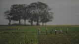 မန္တလေးတိုင်း အမရပူရမြို့နယ် တောင်သမန်အင်းအနီးတွေ့ရတဲ့ သီးနှံစိုက်ခင်းတခု (ဖေဖော်ဝါရီ ၅၊ ၂၀၁၂)