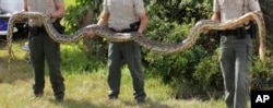 FILE - Florida wildlife officers hold a Burmese python measuring more than 5 meters caught during the Python Challenge on Jan. 18, 2016. (AP Photo/Florida Fish and Wildlife Conservation Commission)