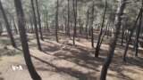 Binêrin Ew Xortê Kurd Çawa li Nava Daristanê Dijî
