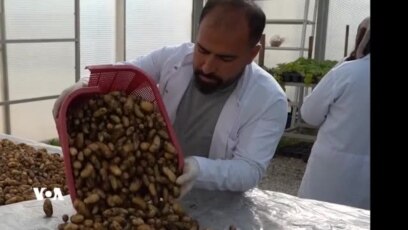 تاقیکردنەوەیەکی سەرکەوتووی دوو جۆری چاندنی پەتاتە لە دهۆک
