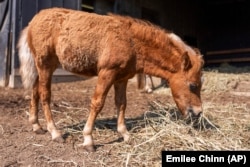 A miniature horse feeds on straw at Seven Oaks Farm, owned by Lisa Moad, on Tuesday, Aug. 6, 2024. (AP Photo/Emilee Chinn)