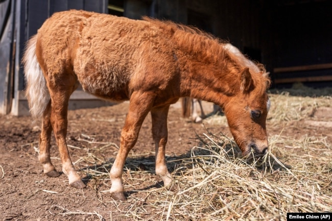 A miniature horse feeds on straw at Seven Oaks Farm, owned by Lisa Moad, on Tuesday, Aug. 6, 2024. (AP Photo/Emilee Chinn)