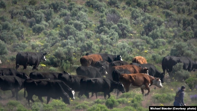 Research scientist Chad Boyd, foreground, looks after cattle fitted with virtual fence GPS collars at the Eastern Oregon Agricultural Research Center near Burns, Oregon in this photo provided February 22, 2024. (Courtesy photo from Michael Stauder)