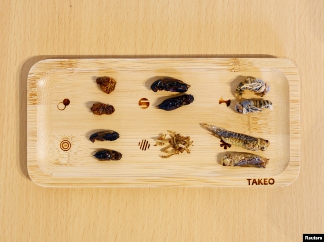 Various insects on a plate are pictured at Take-Noko cafe in Tokyo, Japan, July 21, 2023. (REUTERS/Kim Kyung-Hoon)