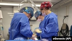 FILE — In this photo provided by eGenesis, a genetically modified pig liver is removed in Massachusetts for transportation to the University of Pennsylvania in Philadelphia, Pennsylvania, in December 2023. (eGenesis via AP)