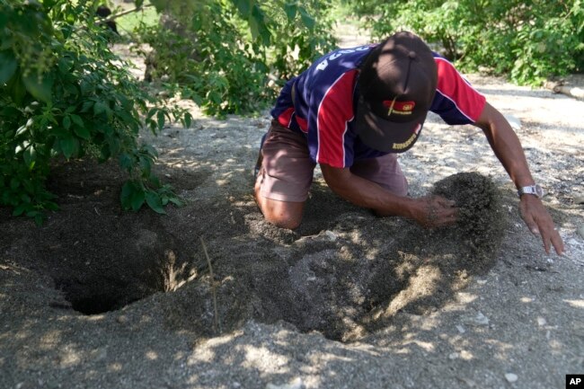 A poacher digs where a maleo laid an egg on a beach in Mamuju, West Sulawesi, Indonesia, Friday, Oct. 27, 2023. (AP Photo/Dita Alangkara)