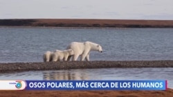 Osos polares, víctimas del cambio climático