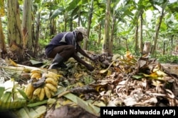 Girino Ndyanabo picks ripened bananas from a pit in his banana plantation in Mbarara, Uganda, Dec. 11, 2023. (AP Photo/Hajarah Nalwadda)